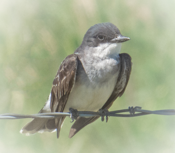 Eastern Kingbird.jpg